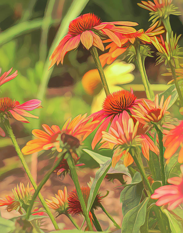 Echinacea Garden Photograph by Lorraine Baum