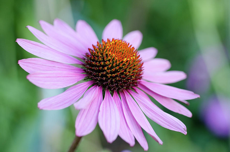 Echinacea Glow Photograph by Margaret Pitcher