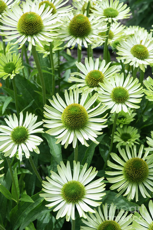 Echinacea Green Jewel Flowers in an English Garden Photograph by Tim Gainey