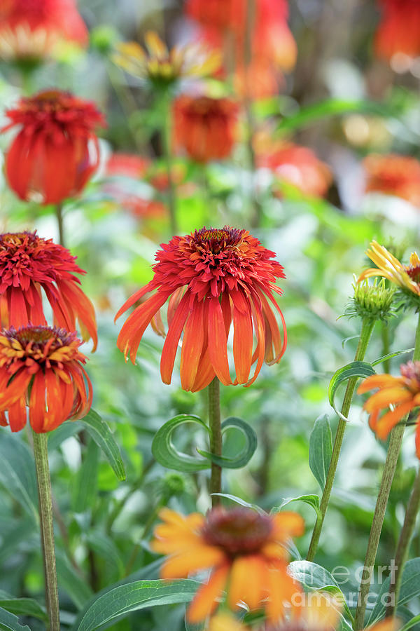 Echinacea Hot Papaya Flowering In An English Garden Photograph By Tim Gainey Fine Art America