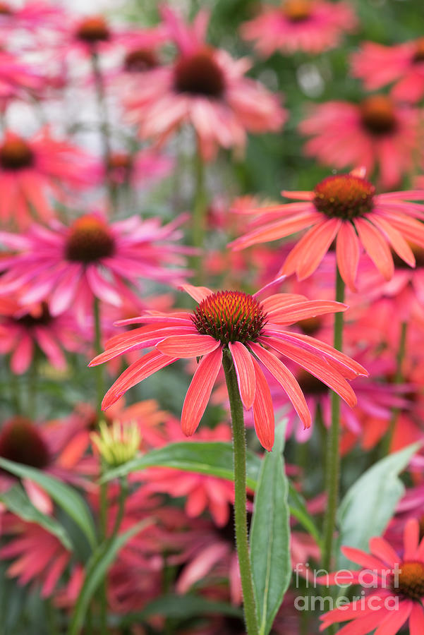 Echinacea Hot Summer Flowers in an English Garden Photograph by Tim Gainey