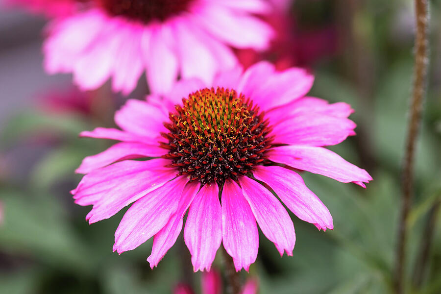 Echinacea In Pink Photograph by Tanya C Smith