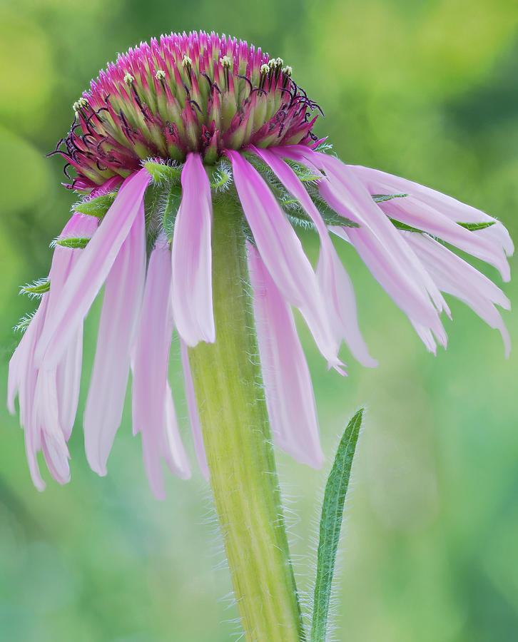 Echinacea Photograph by Kristal Kraft