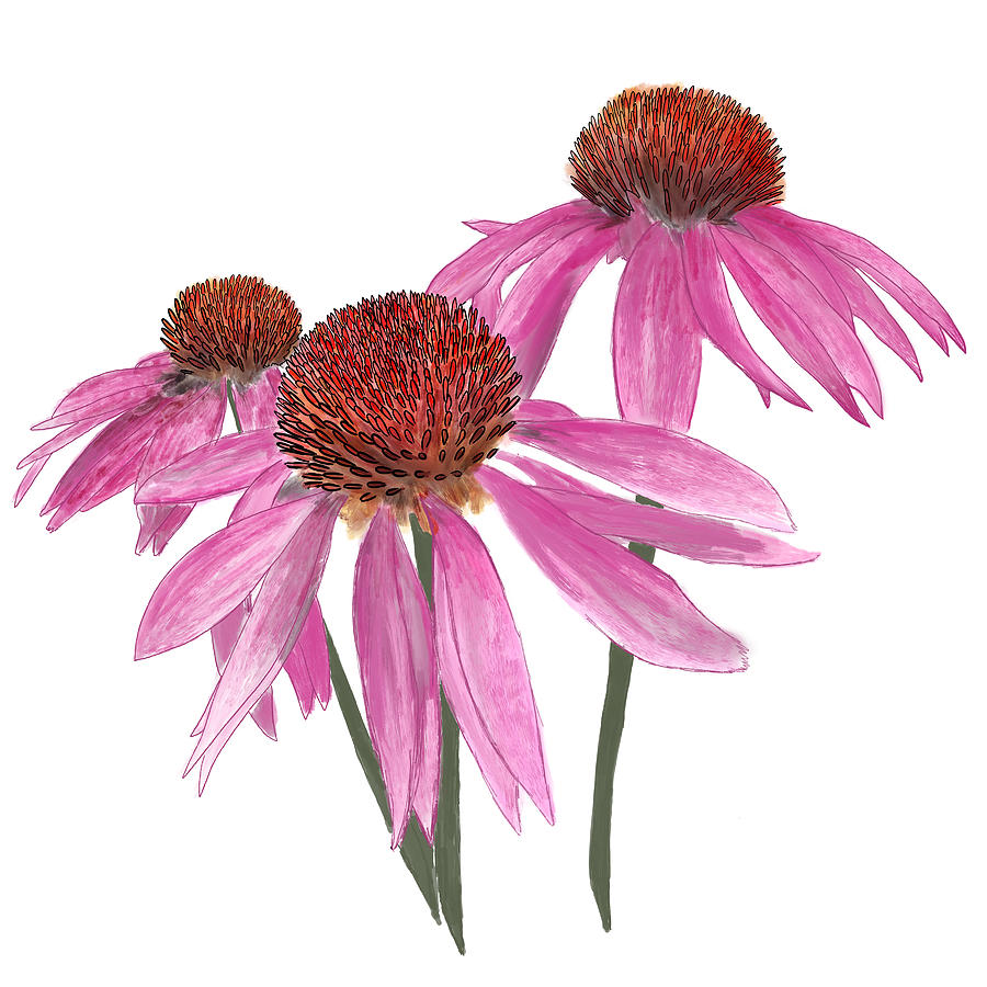 Echinacea Digital Art by Lucy Goodwin - Fine Art America