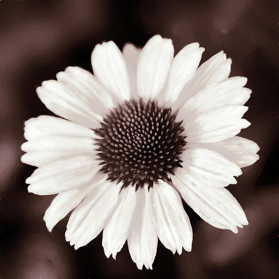 Echinacea Monochrome Flower Photograph by Tanya C Smith