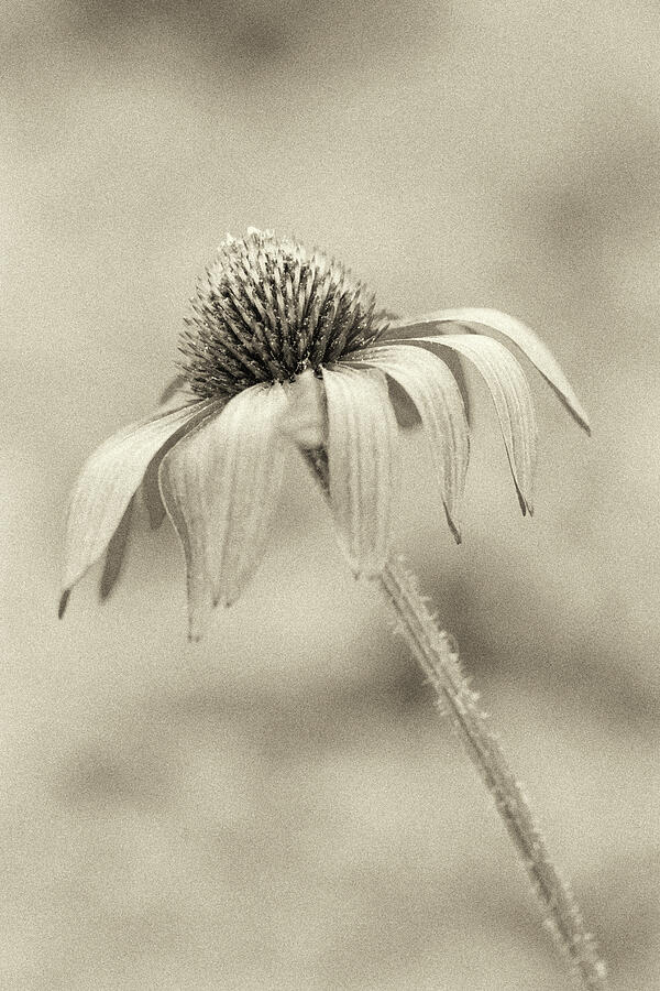 Echinacea Monochrome Photograph by Tanya C Smith