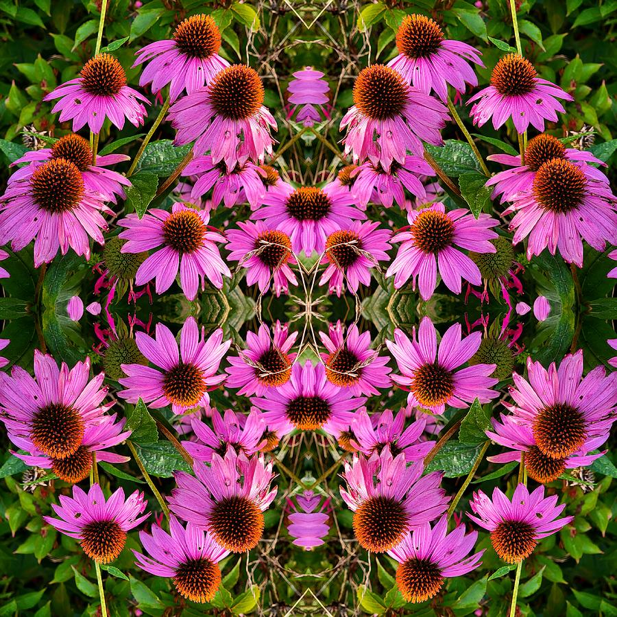 Echinacea Pattern 1 Photograph by Amanda Rae