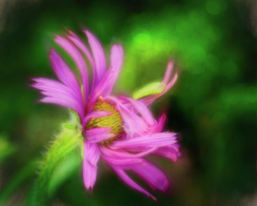 Echinacea Tennesseensis Flower Photograph by Laura Vilandre