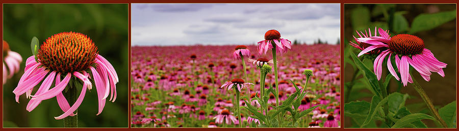 Echinacea Triptych Photograph by Jean Noren