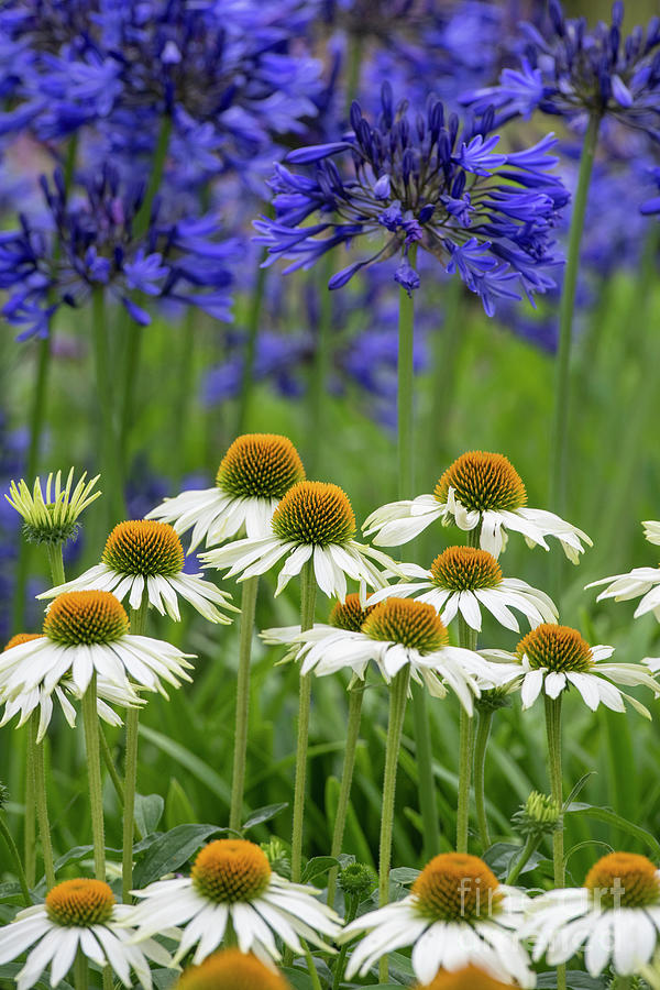 Echinacea White Swan and Agapanthus Flowers Photograph by Tim Gainey