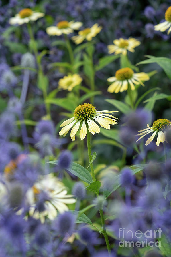 Echinacea White swan in an English Garden Photograph by Tim Gainey