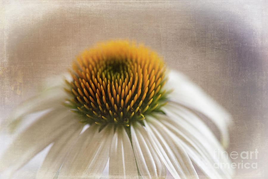 Echinacea-white Swan Vintage Look Photograph by Judy Wolinsky