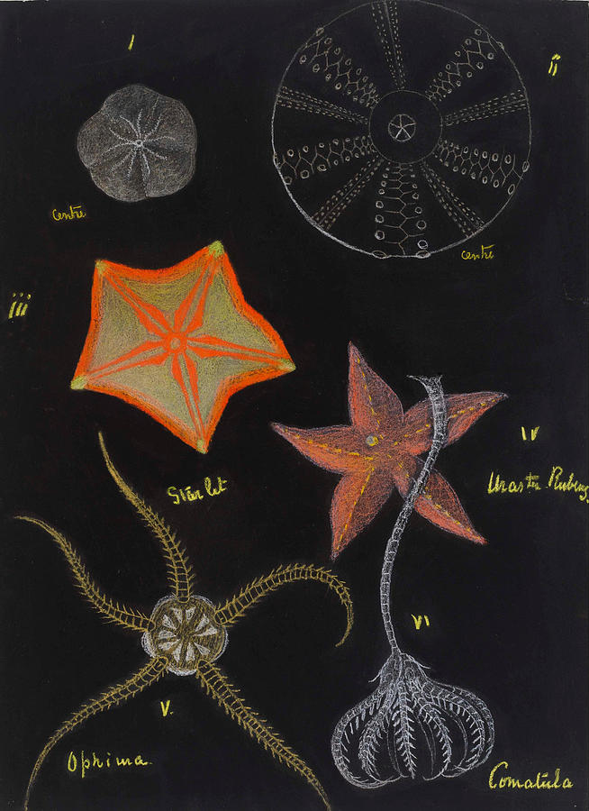 Echinoderms Painting by Philip Henry Gosse - Fine Art America
