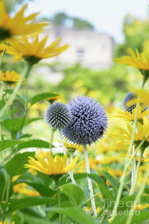 Echinops ritro Veitchs Blue and False Sunflowers in an English Garden  Photograph by Tim Gainey