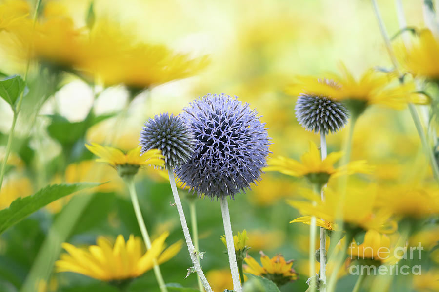 Echinops ritro Veitchs Blue and False Sunflowers Photograph by Tim Gainey