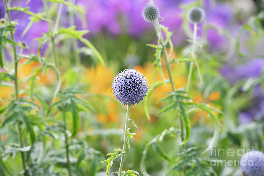 Echinops Ritro Veitchs Blue Flowering in Summer Photograph by Tim Gainey Echinops Ritro Veitchs Blue Flowering in Summer Photograph by Tim Gainey