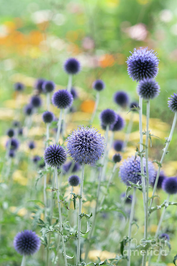 Echinops Ritro Veitchs Blue Flowers in an English Garden Photograph by Tim Gainey