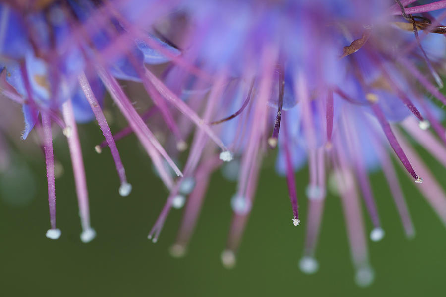 Echium Webbii Plant Photograph by Mike Fusaro