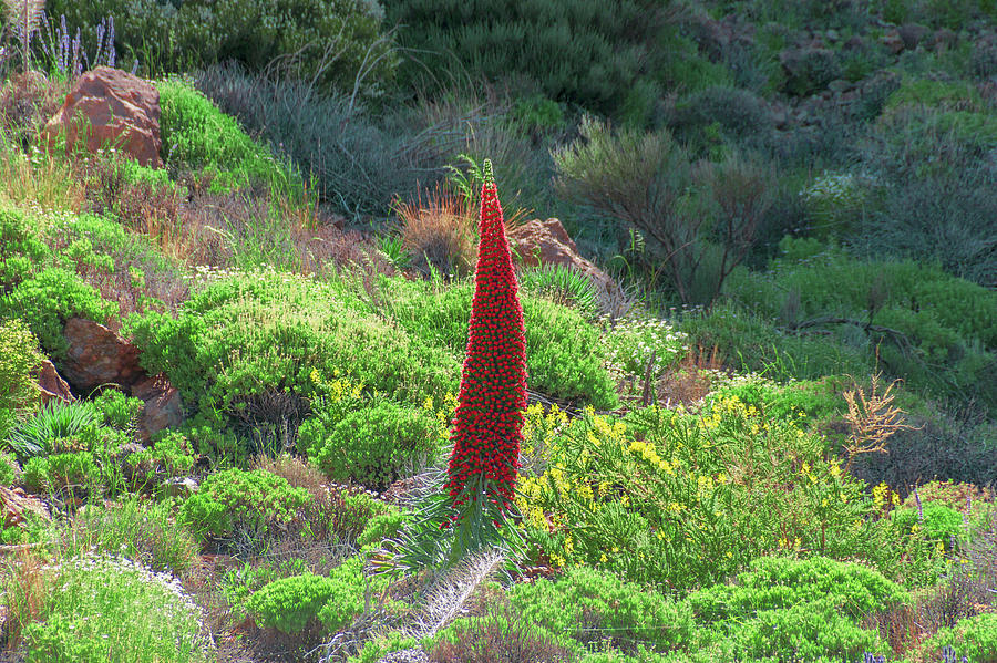 Echium Wildpretii In Teide National Park Photograph