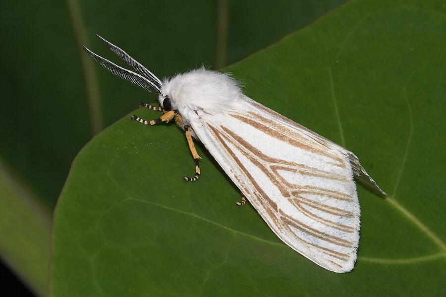 Echo Moth On Seagrape Photograph