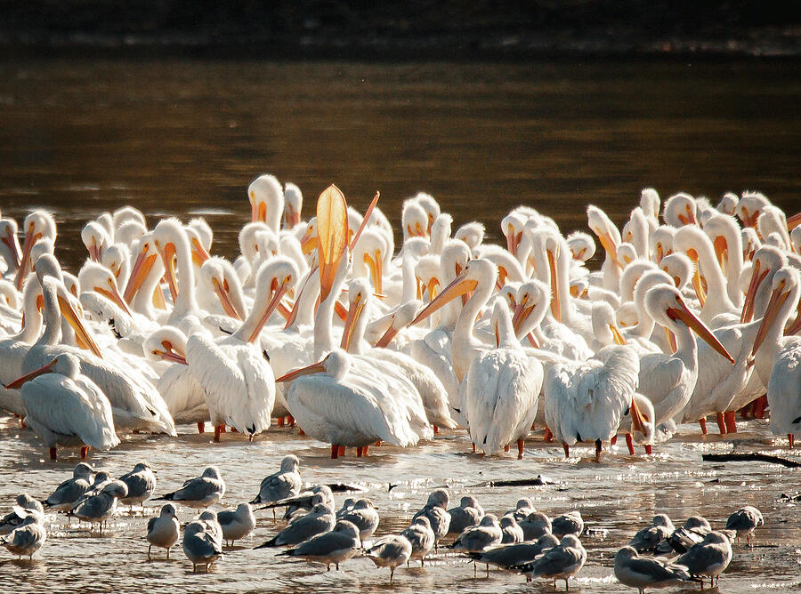 Echoes of the Horizon Pelicans in Golden Light Photograph by Lisa Arview Echoes of the Horizon Pelicans in Golden Light Photograph by Lisa Arview