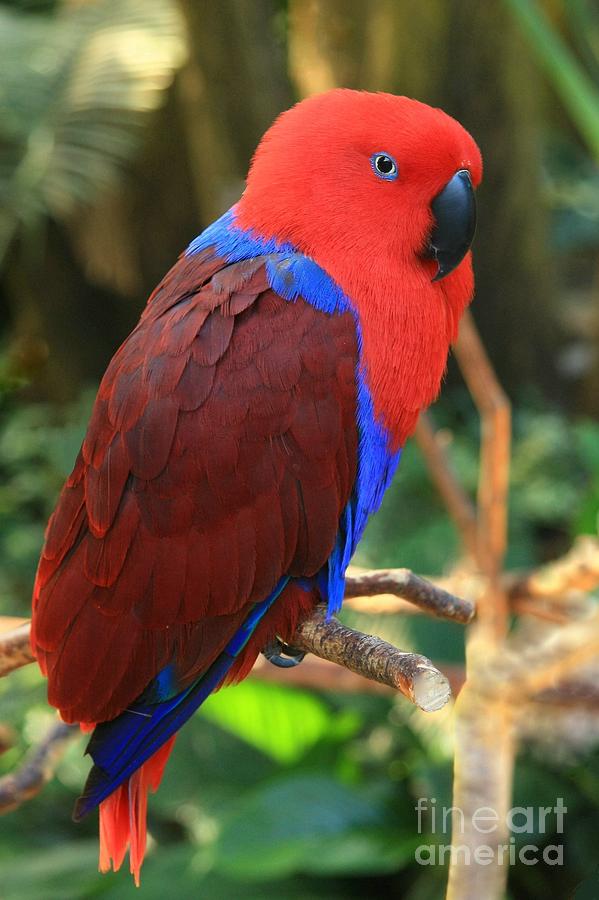 Eclectus parrot Photograph by Frank Townsley