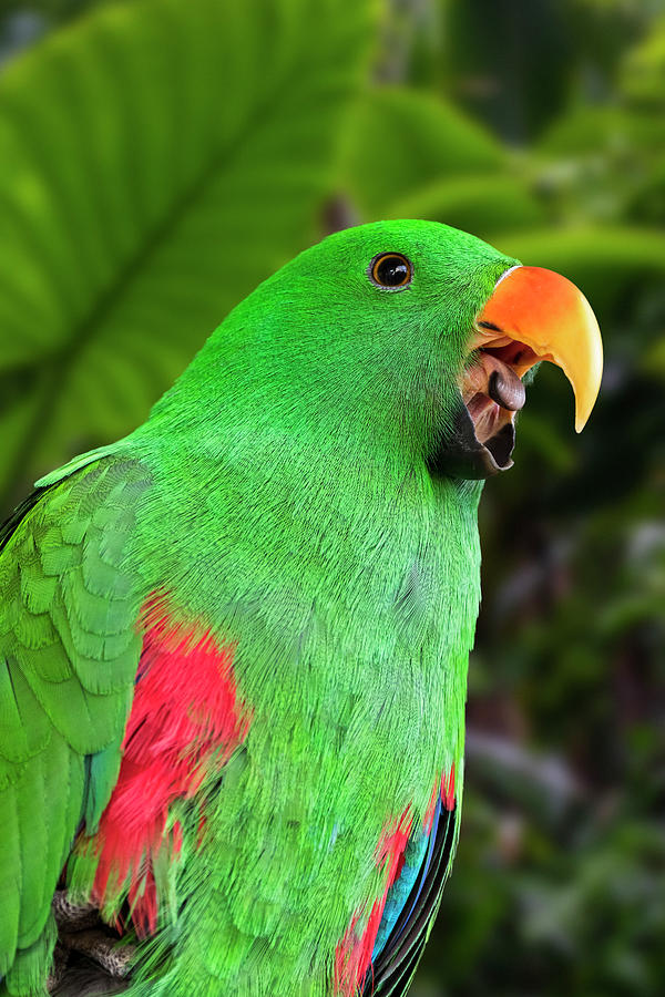 Eclectus Parrot Photograph by Arterra Picture Library