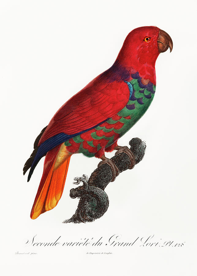 Eclectus Parrot Mixed Media by World Art Collective