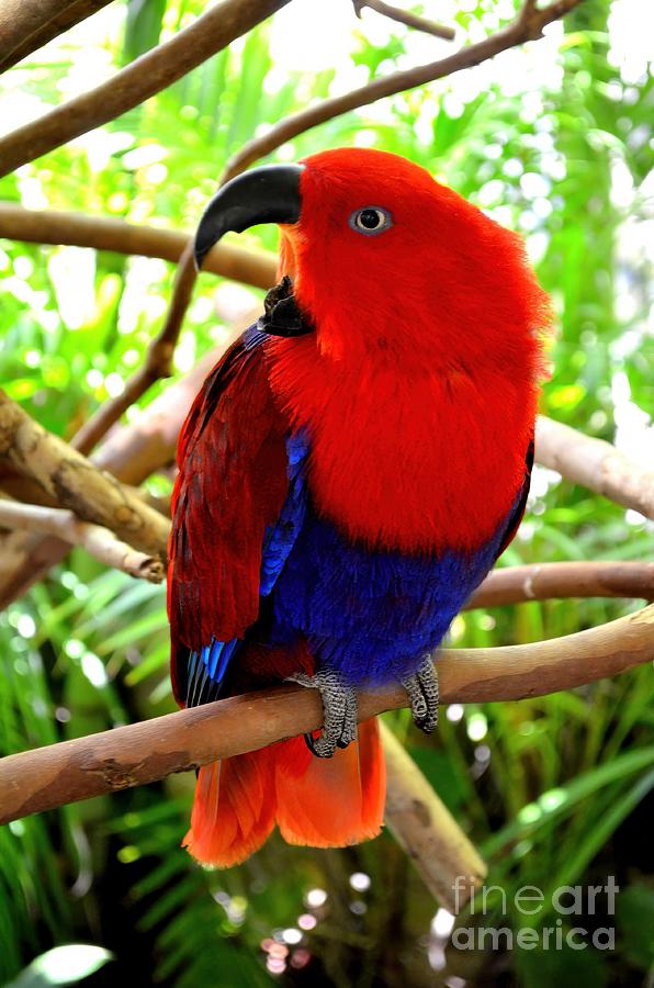 Bird Photograph - Eclectus Parrot by Mary Deal