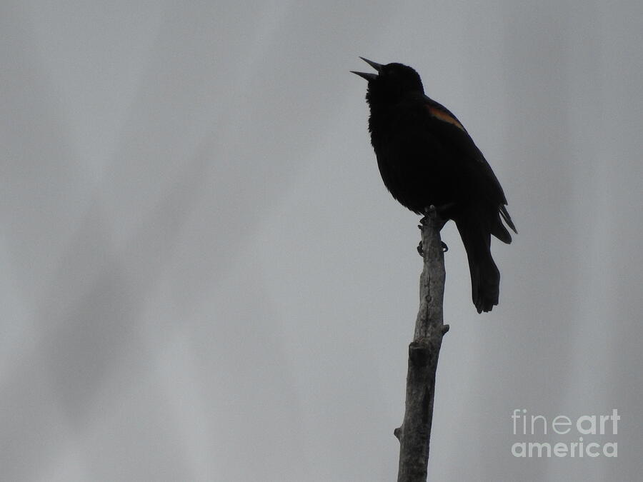 Eclipse Black Bird Sings Photograph by GJ Glorijean - Fine Art America