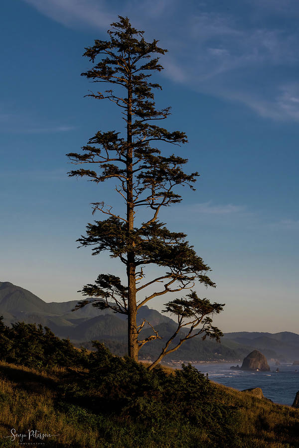 Ecola State Park - Tillamook Head Viewpoint Photograph by Sonja ...