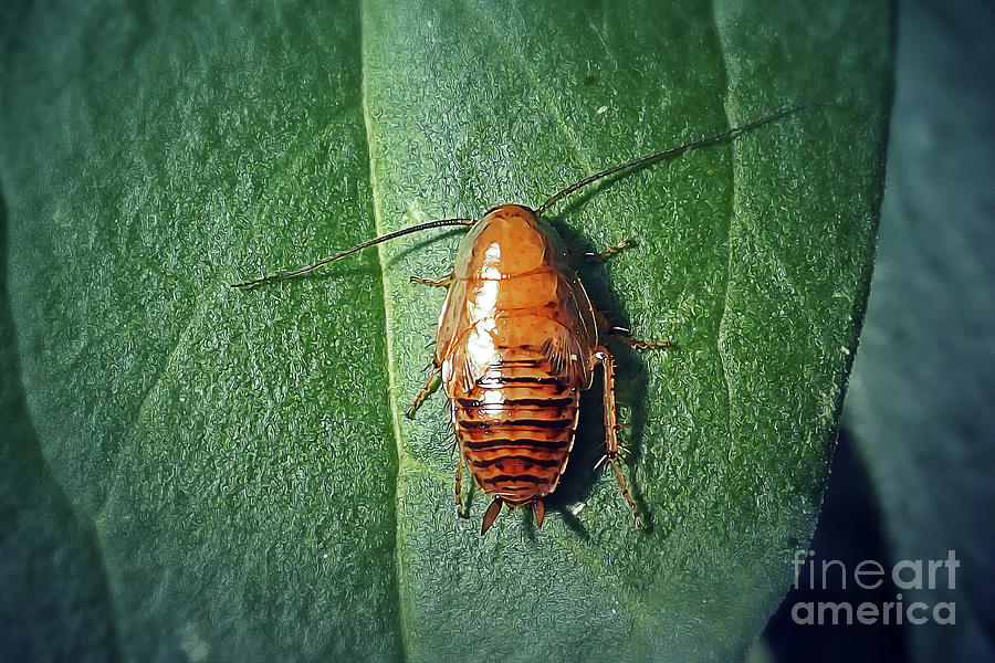 Wildlife Photograph - Ectobius vittiventris Amber Wood Cockroach Nymph Insect by Frank Ramspott
