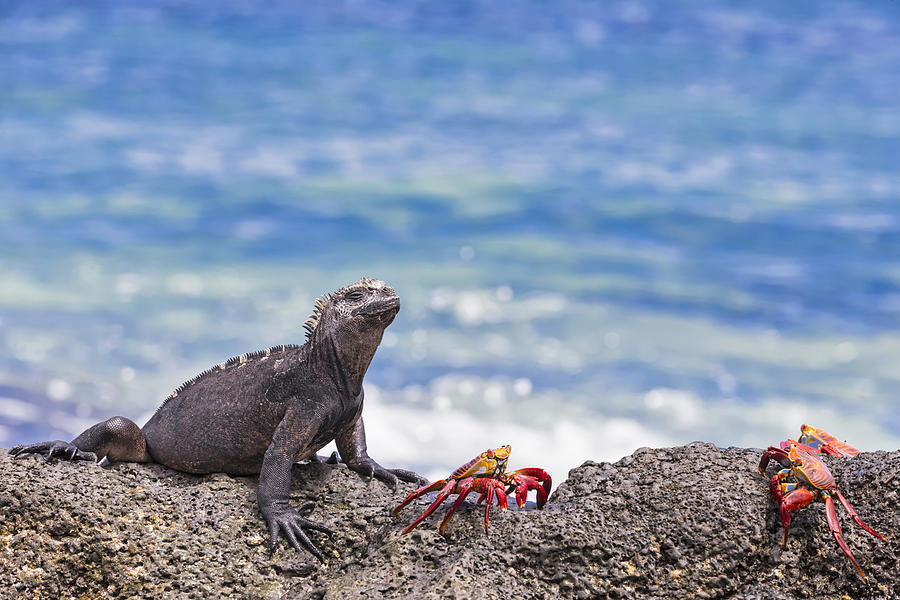Ecuador, Galapagos Islands, Santa Cruz, Marine iguana, Amblyrhynchus cristatus, and red rock crabs, Grapsus grapsus Photograph by Westend61