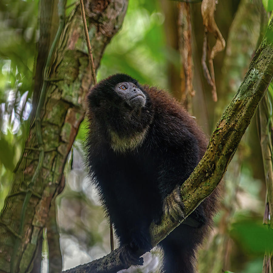 Ecuadorian mantled howler monkey Photograph by Henri Leduc