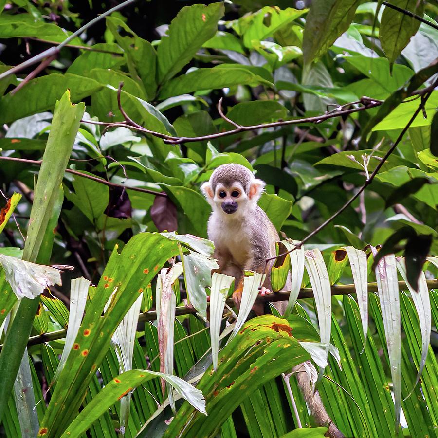 Ecuadorian squirrel monkey Photograph by Henri Leduc
