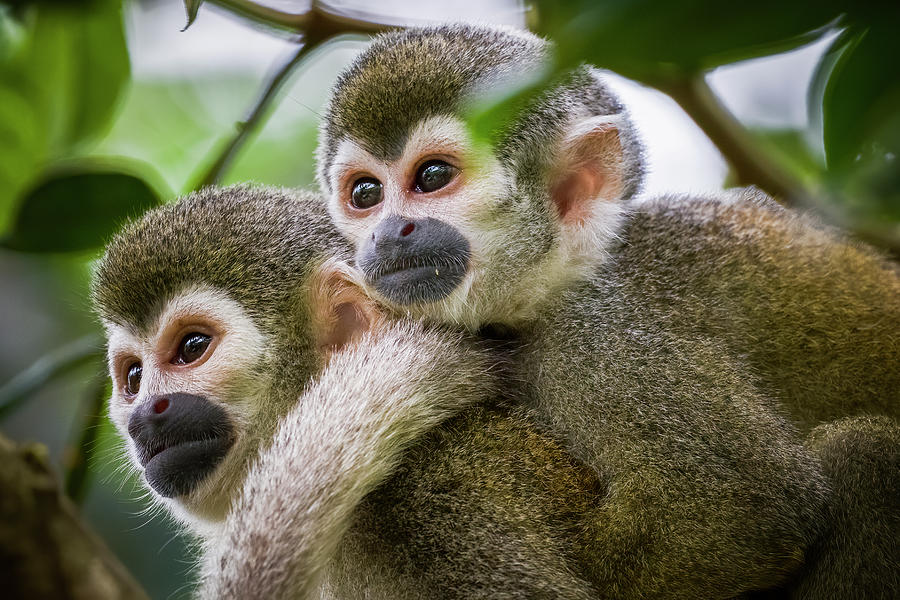 Ecuadorian Squirrel Monkey KOFAN Puerto Asis Putumayo Colombia Photograph by Adam Rainoff