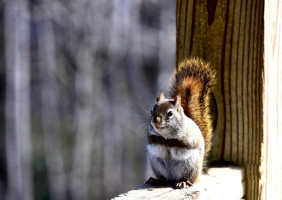 Eddie, the Red Squirrel Photograph by Lynn Hunt