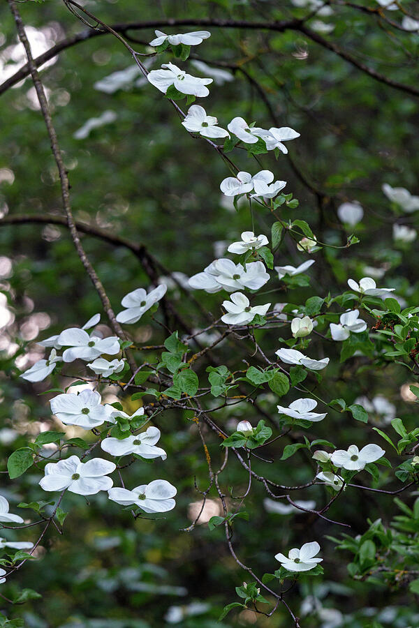 Eddies White Wonder Dogwood Flowers Photograph by Michael Russell Eddies White Wonder Dogwood Flowers Photograph by Michael Russell