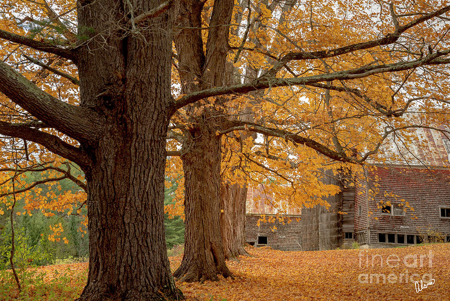 Fall Photograph - Edge of the Farm by Alana Ranney