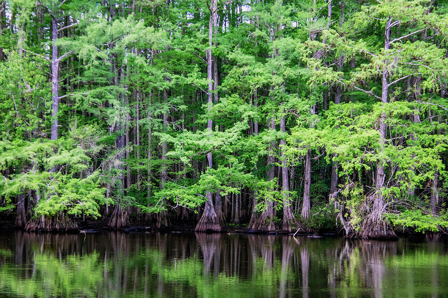 Edge of the Swamp Photograph by Robert Wilder Jr