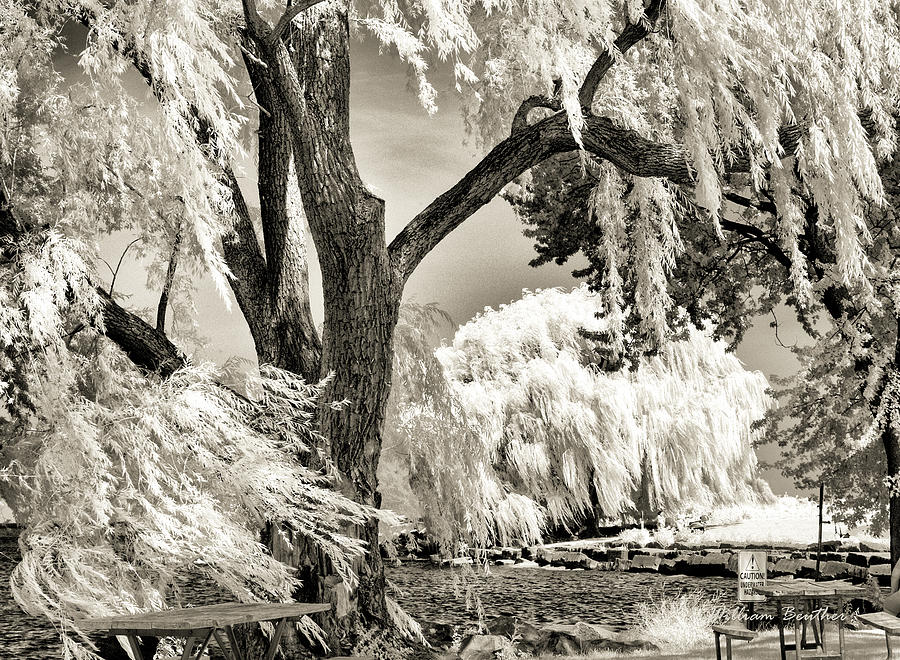 Edgewater Impressions - Lakefront Trees Photograph by William Beuther