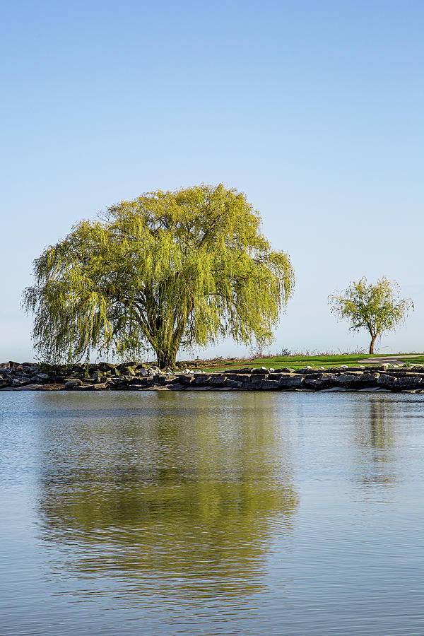 Edgewater Park Willow Tree Photograph by Dale Kincaid