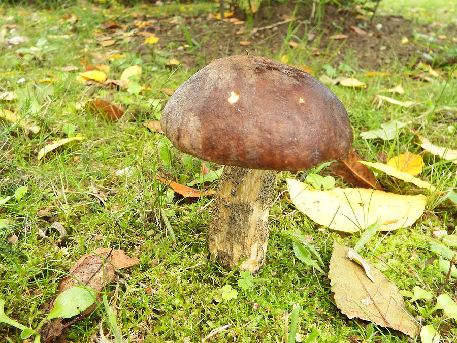 Edible boletus mushroom Photograph by Japatino