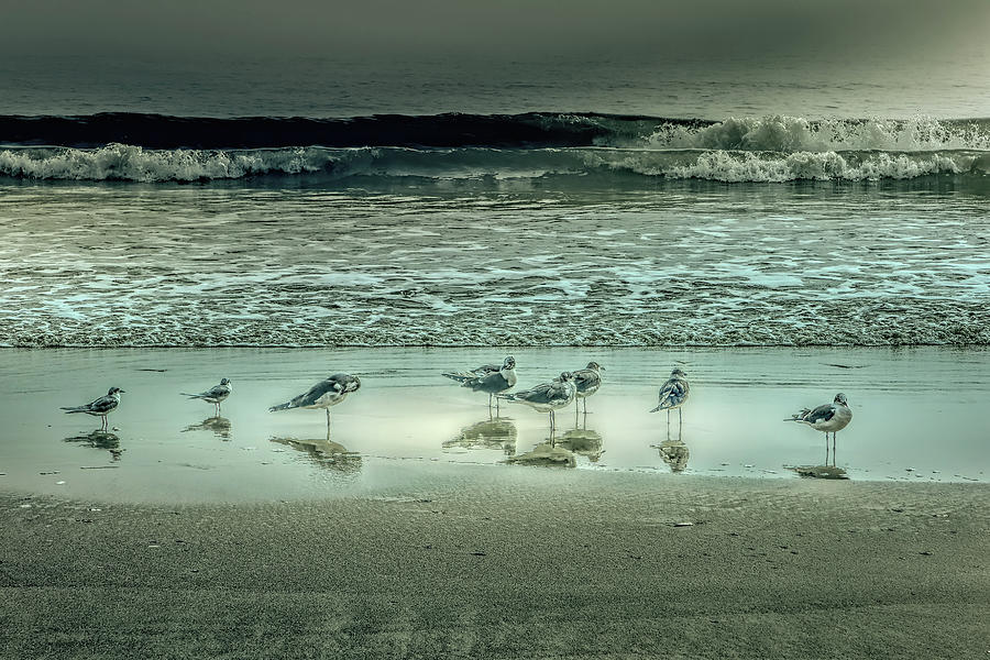 Edisto Beach Seagulls Photograph by Norma Brandsberg