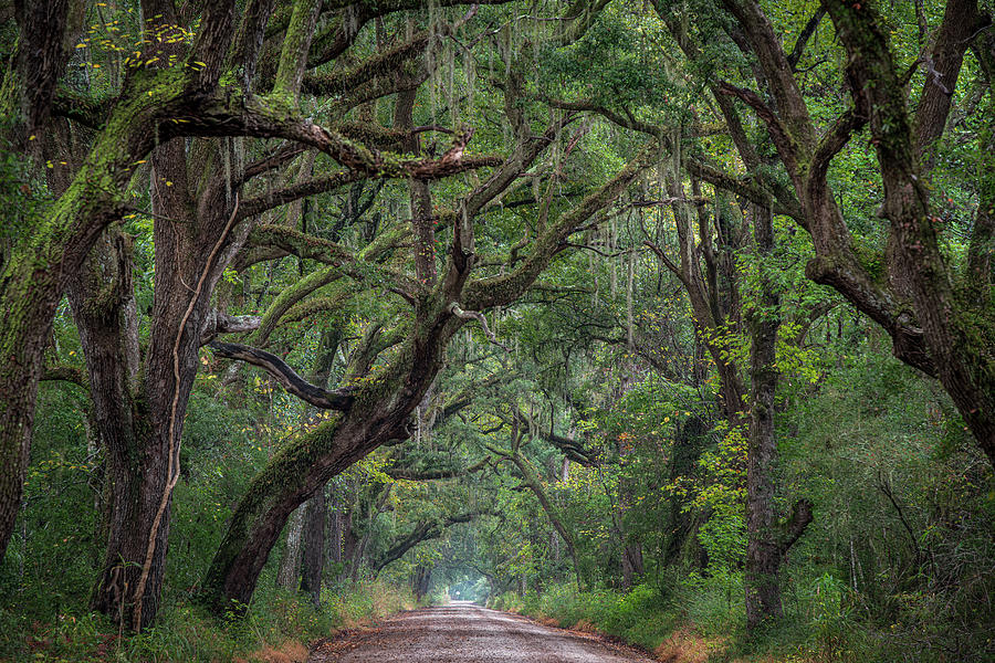 Edisto Island Avenue Of Trees One Photograph by Douglas Wielfaert