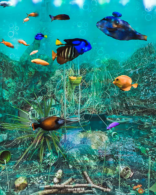 Edit This 46 Aquarium  Photograph by Eileen Backman