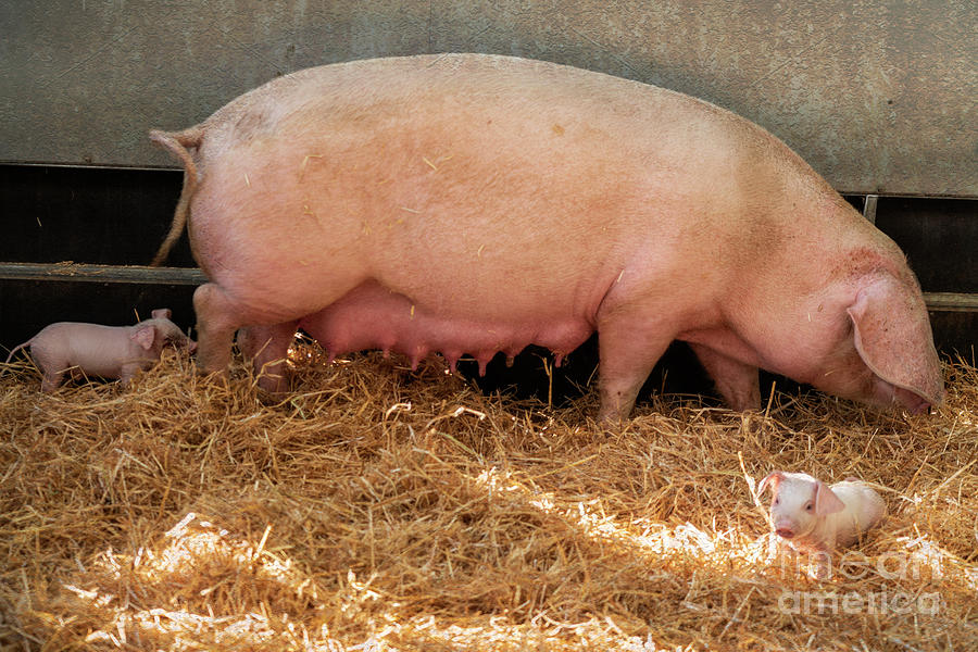 Pig Photograph - Edith the British Lop  by Rob Hawkins