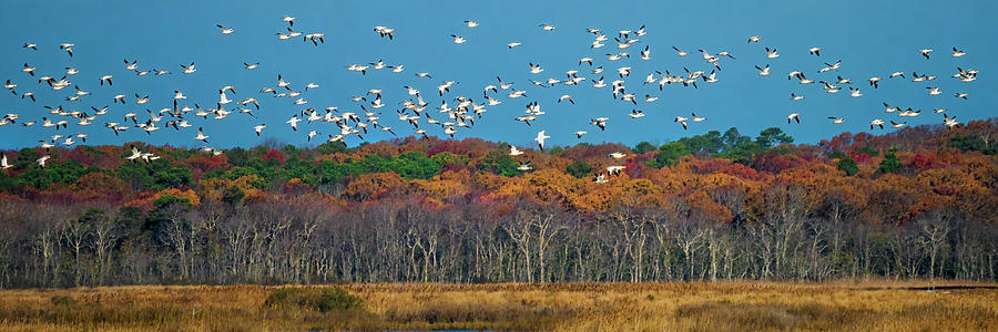 Edwin B. Forsythe National Wildlife Refuge Photograph By David ...