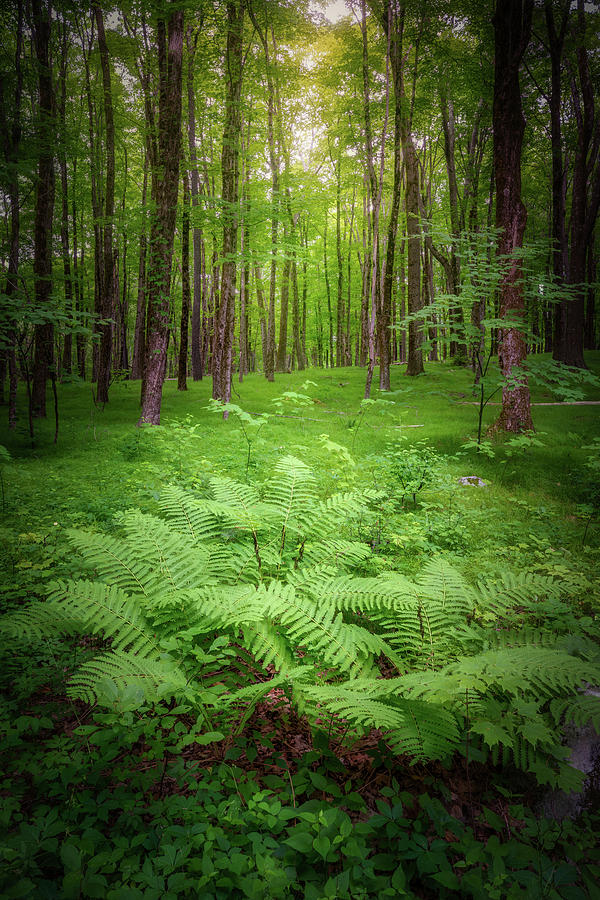Green Forest  Portrait Photograph by Bill Wakeley