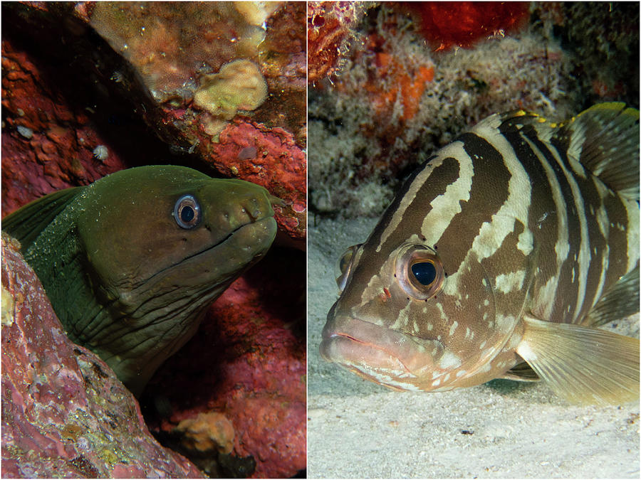 Eel and Grouper Photograph by Brian Weber